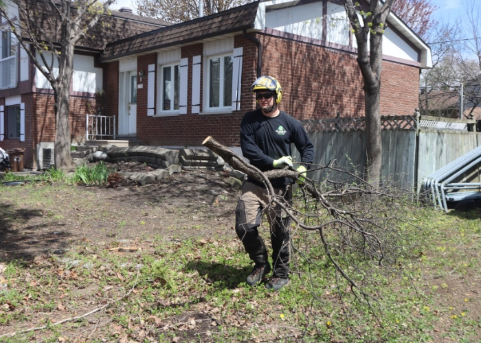 Arborist carrying trimmed branches across a residential backyard during tree trimming in Montreal