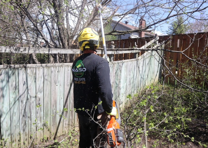 NASO Service arborist pruning overgrown branches along a wooden fence during a tree care visit in Montreal