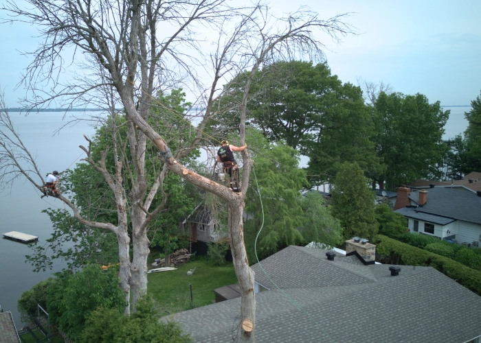 Arborist working in the bare upper canopy of a tall tree overlooking a waterfront property during tree care in Montreal