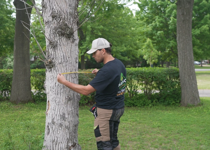 Arborist measuring the trunk diameter of a mature tree during a tree care health assessment in Montreal
