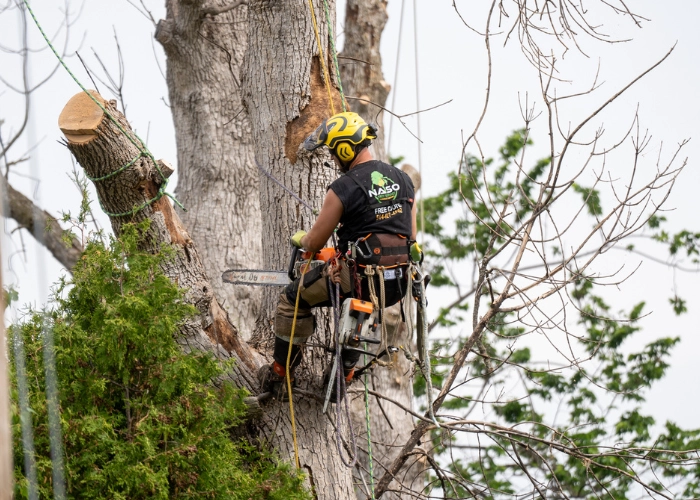 Arborist clearing an old tree to make room for new planting during site prep for tree planting in Montreal