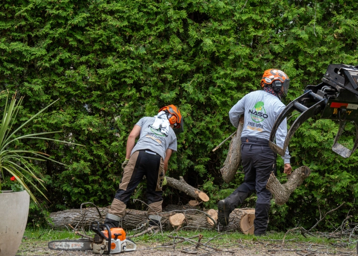 Two workers clearing stumps and debris in front of a cedar hedge during cedar hedge installation site prep in Montreal