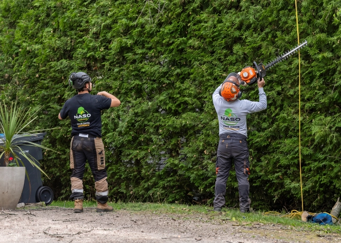 Two NASO Service workers trimming the top of a newly installed cedar hedge with power hedge trimmers in Montreal
