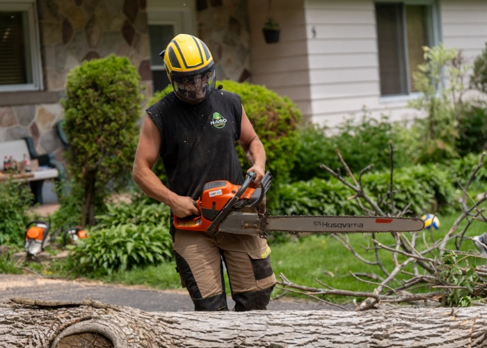 Arborist on the ground cutting debris with a chainsaw during hedge trimming cleanup in Montreal