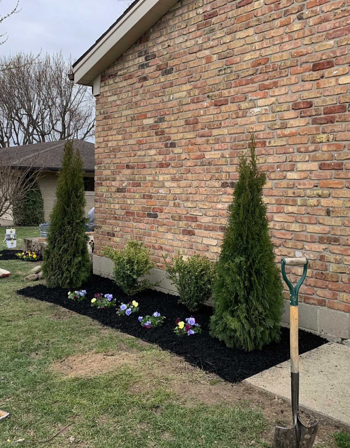 Newly mulched garden bed with evergreen shrubs and pansies along a brick house wall, with a shovel nearby.