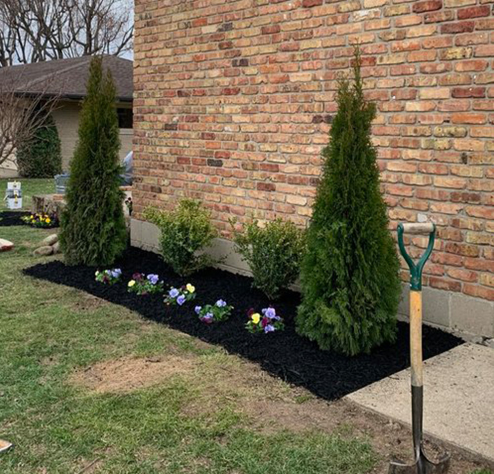Newly landscaped shrub bed with two tall evergreens, smaller bushes, and pansies along a brick house wall.