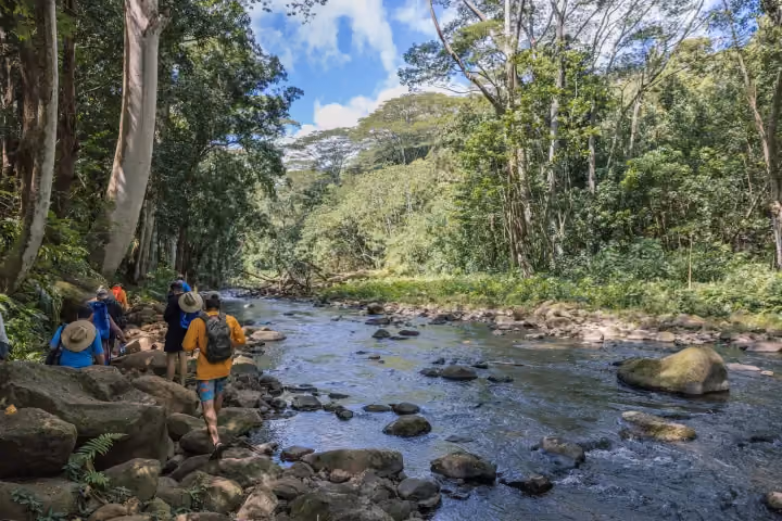 Gallery photo from Wailua River Kayak & Waterfall Hike.