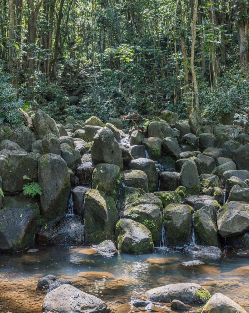 Stream cascading over moss-covered boulders in the jungle at Kīpū Ranch