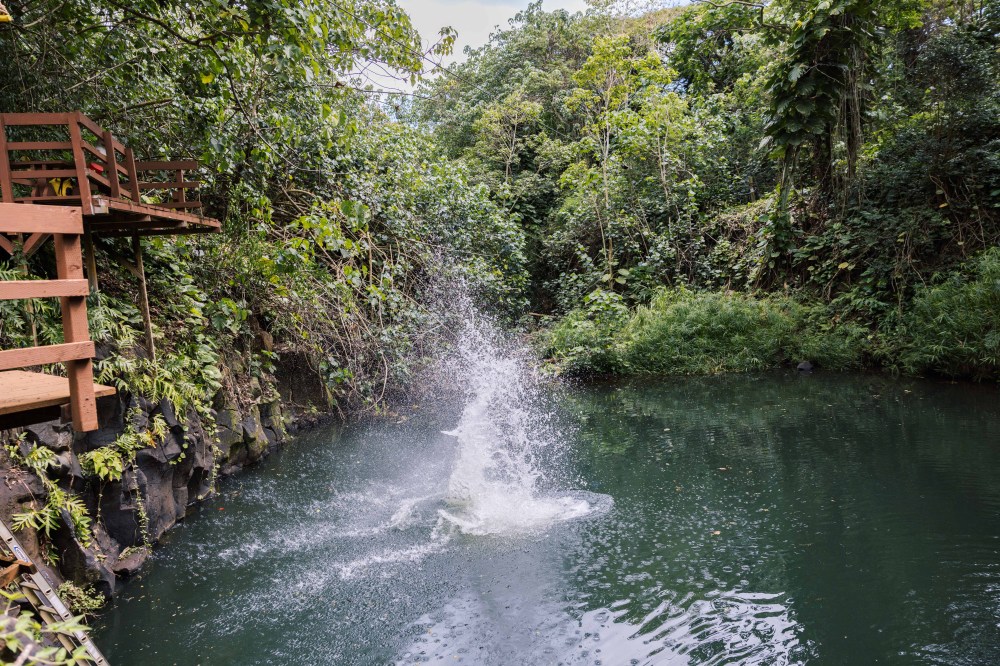 Splash landing in Bamboo Pool at the water zipline on the Kīpū Safari tour