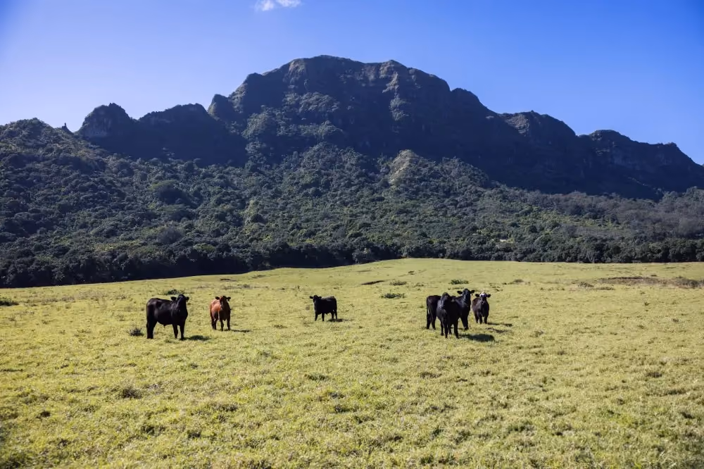 Cattle grazing at historic Kīpū Ranch with the Hāʻupu mountain range in the background on Kauaʻi