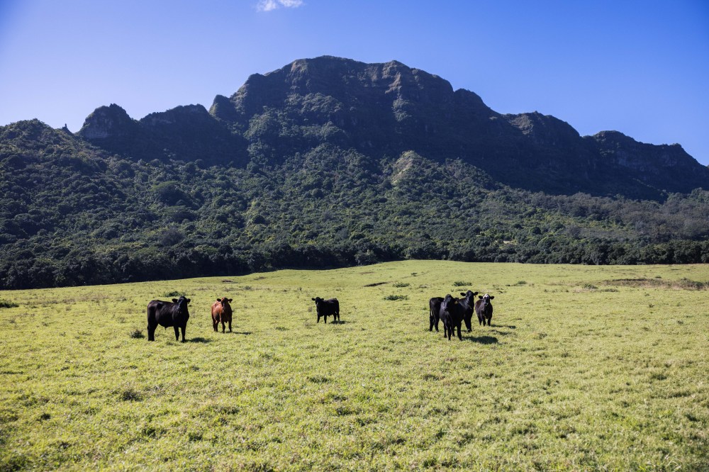Cattle grazing at Kīpū Ranch with the Hāʻupu mountain range behind