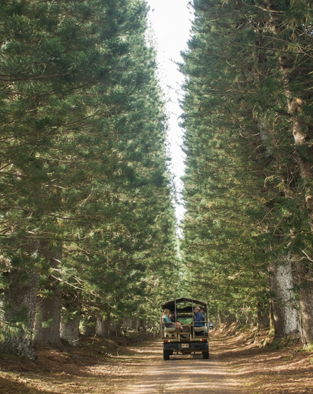 Outfitters Kauai safari truck driving down a dirt road between tall pine trees at Kīpū Ranch