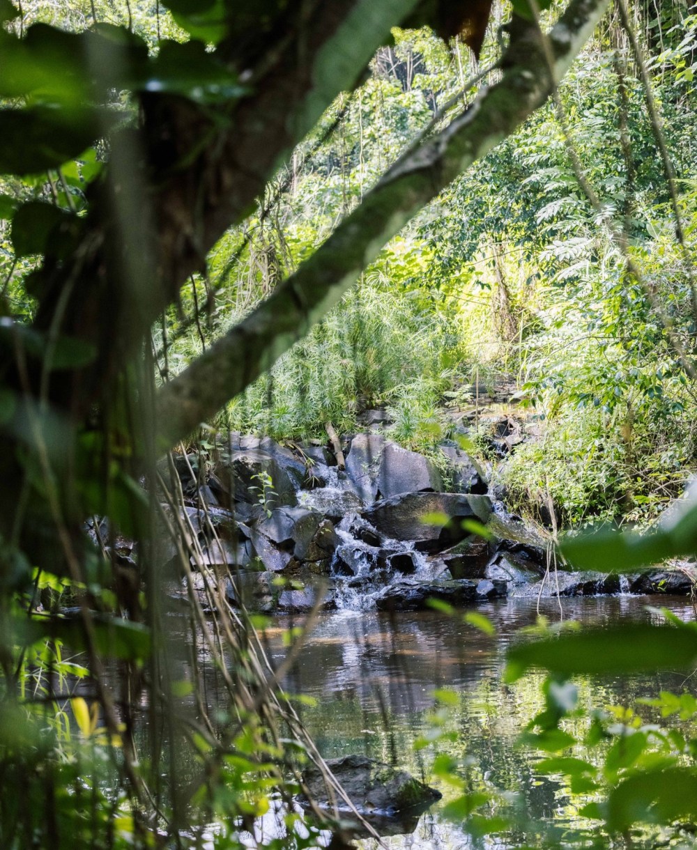 Hidden Valley Falls cascading over rocks in the rainforest at Kīpū Ranch