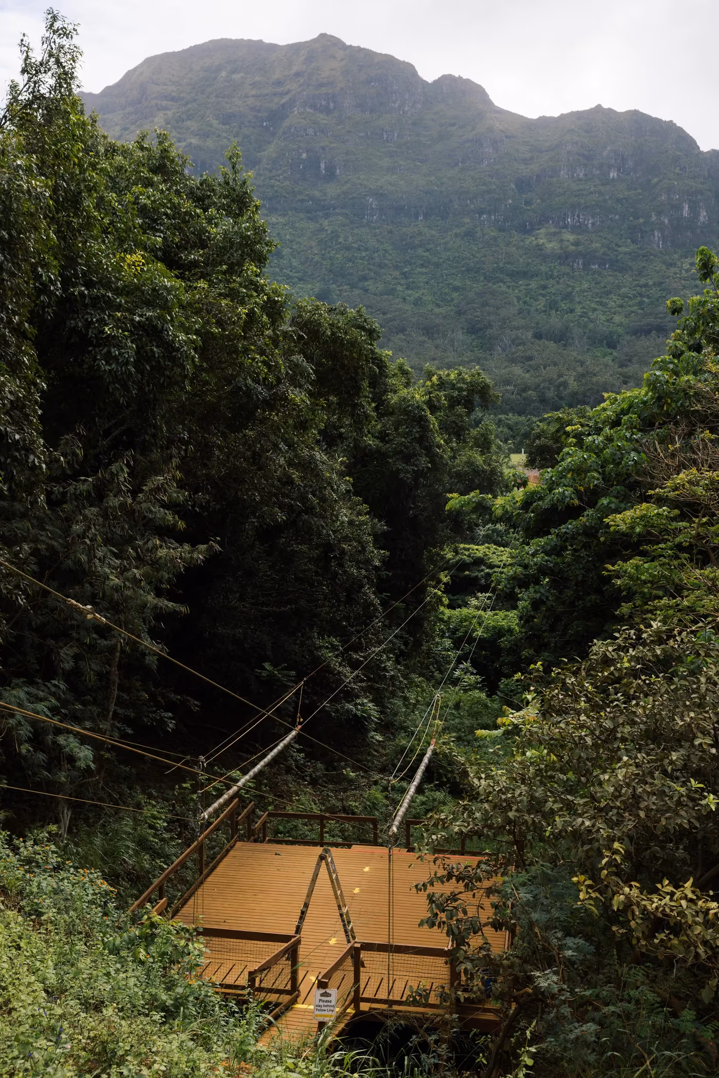 Elevated view of zipline tour platform nestled in Kauai rainforest with mountain peaks 