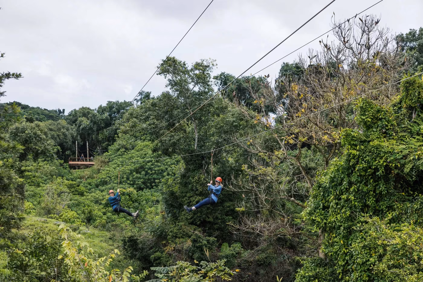 Zip-liners soaring through Kauai rainforest canopy on thrilling adventure activity