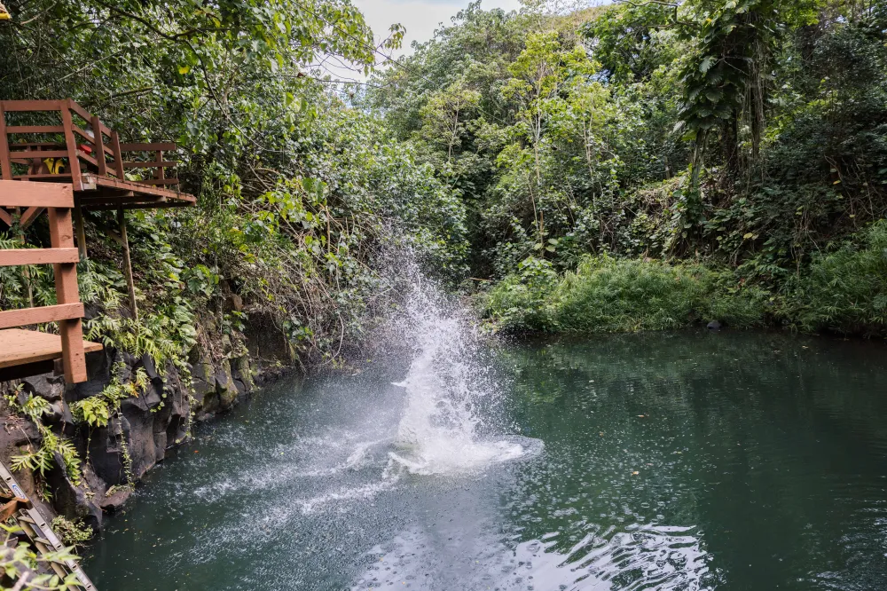 Guest jumping into Bamboo Pool at the Water Zipline on Kauai