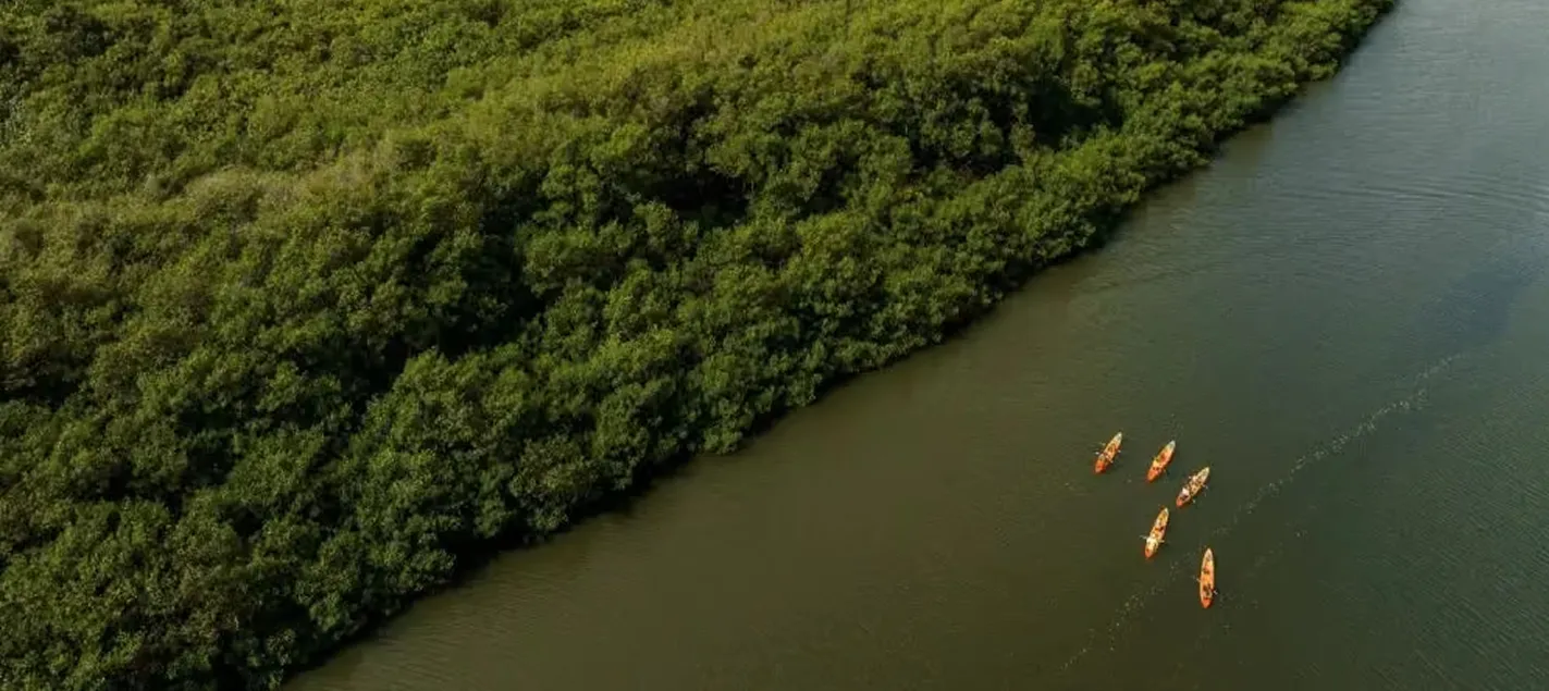 Aerial view of orange kayaks on the Huleʻia River along the mangroves
