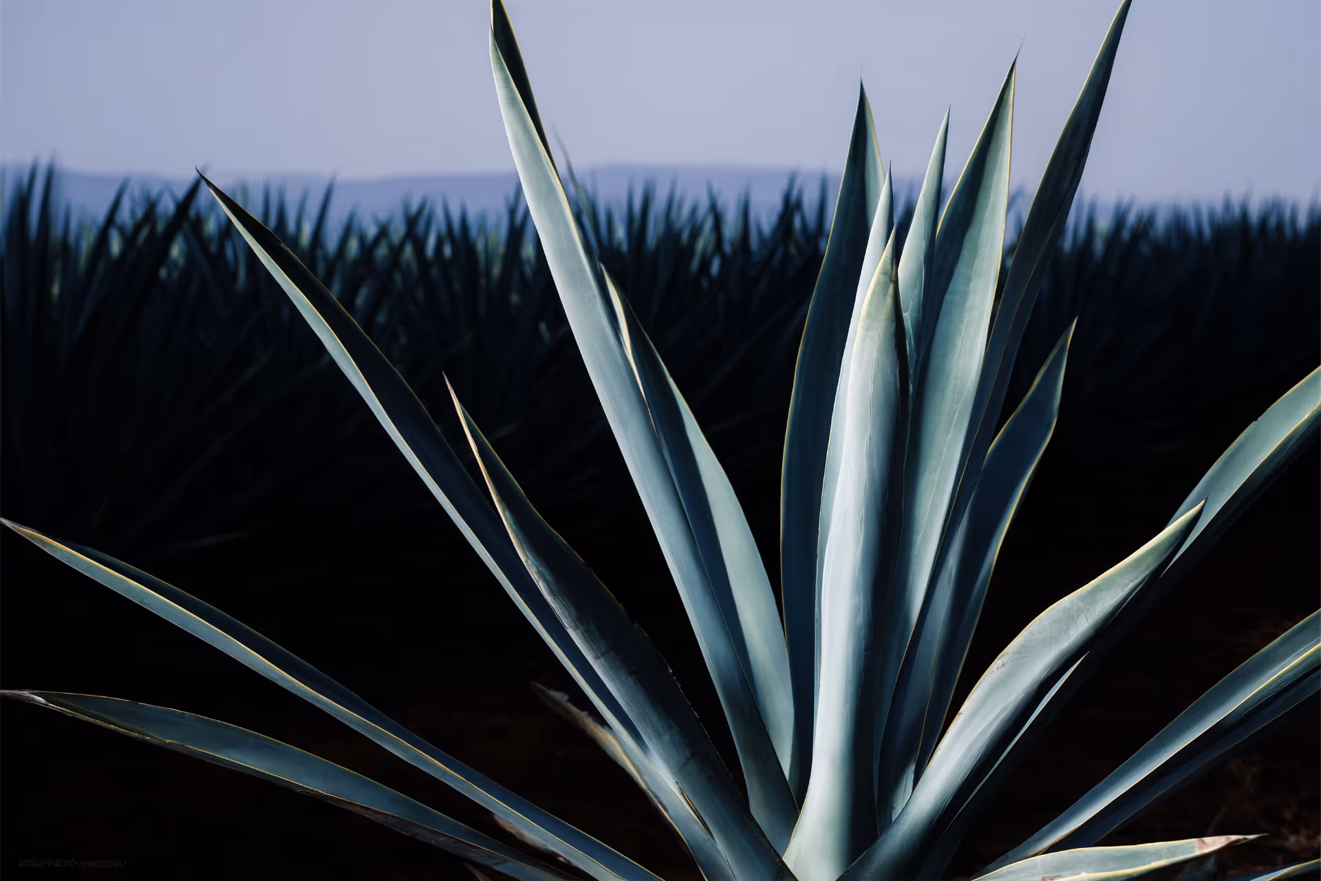Agave Research
