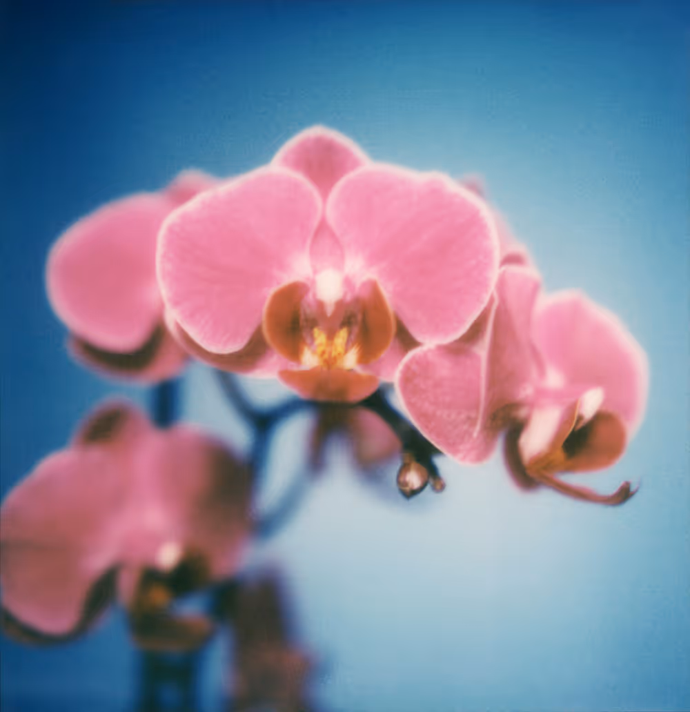 Orchidée