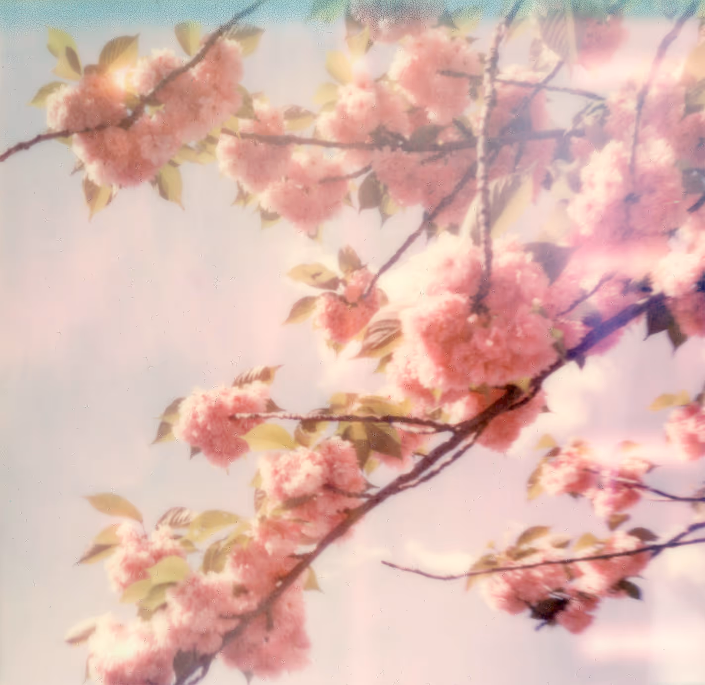 Fleurs