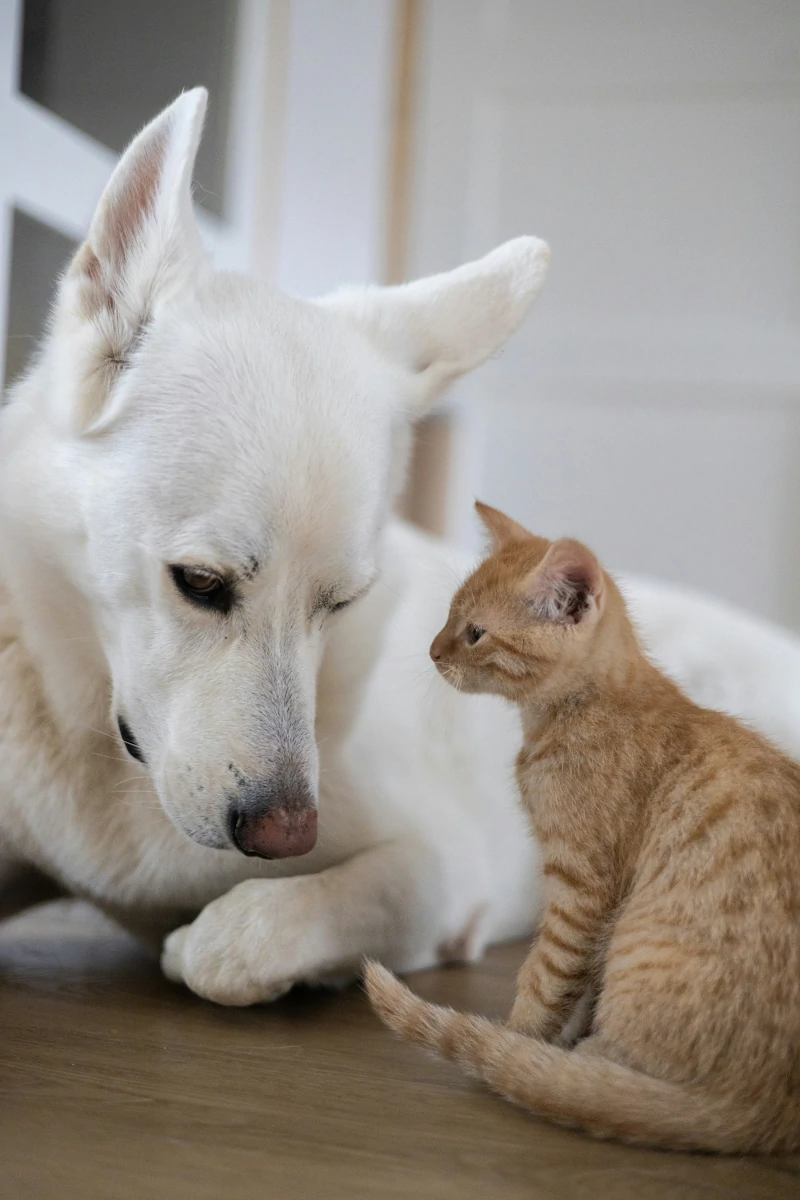 a dog and cat