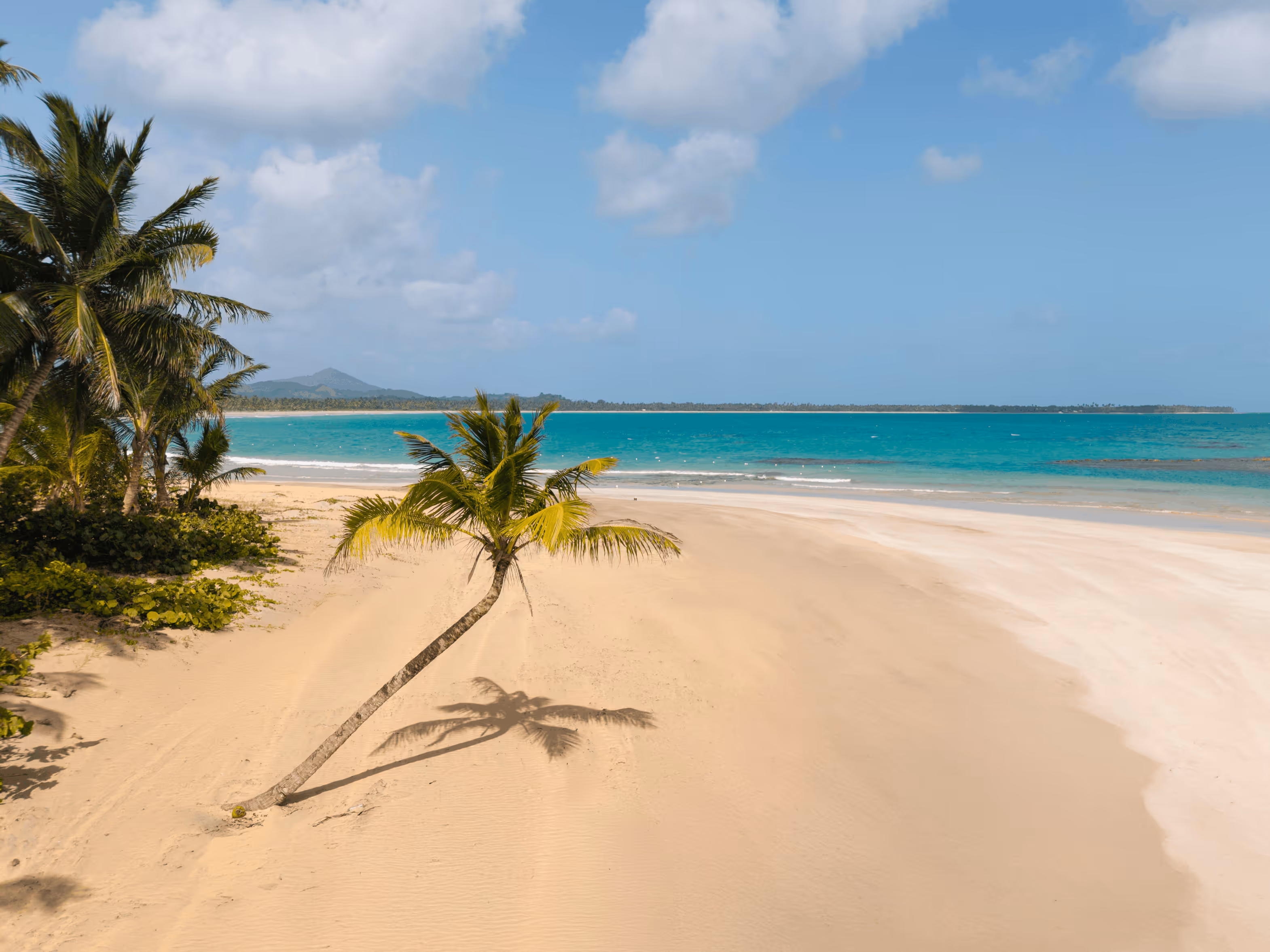 Sandy tropical beach with palm trees and turquoise ocean under a partly cloudy blue sky.