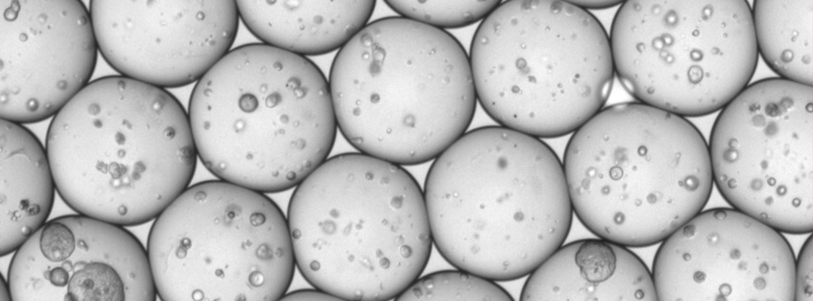 Uniform MOS microdroplets at ~240 µm diameter