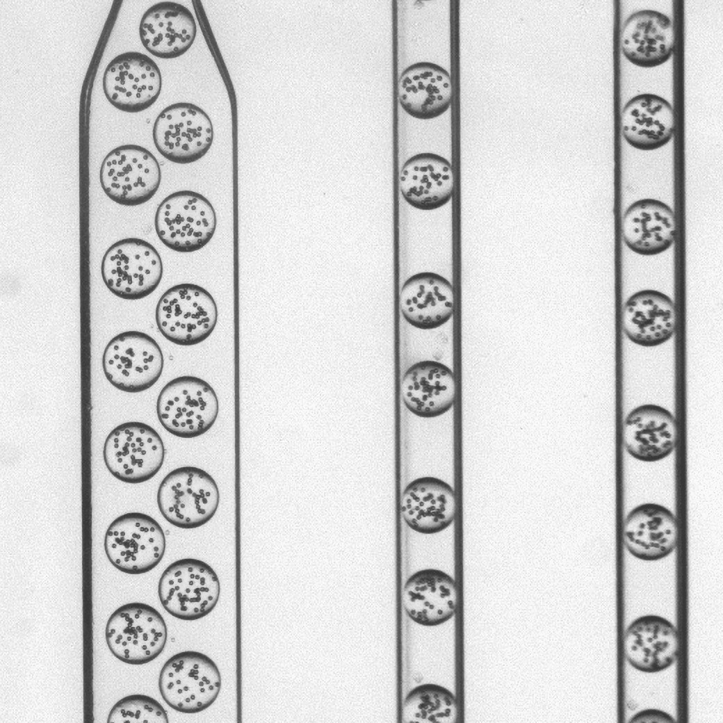 Cells forming droplets of matrix in the MOSgen chip