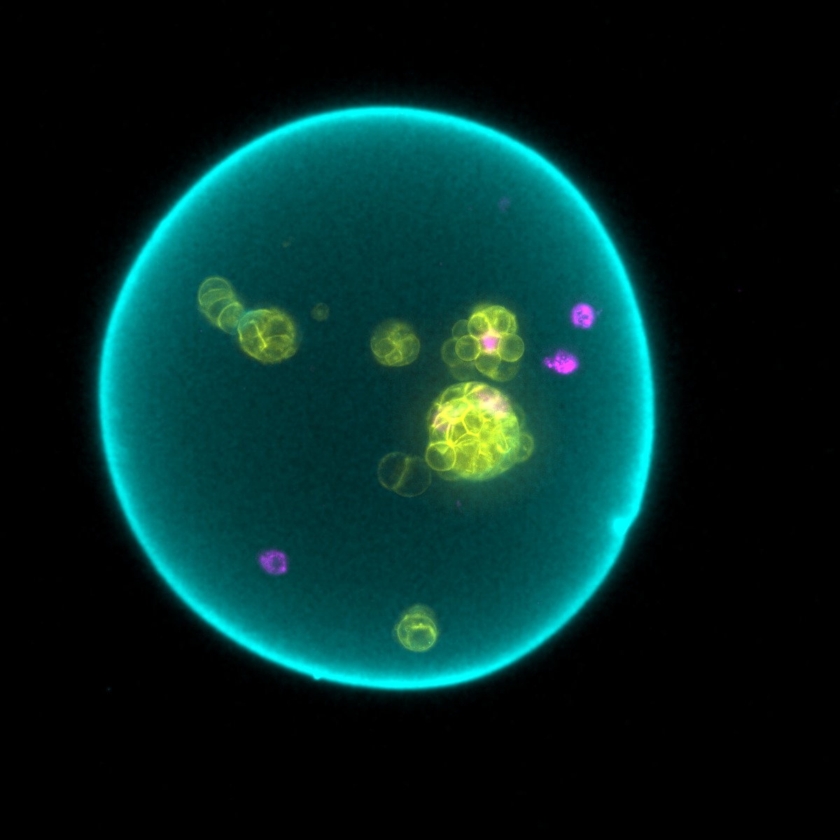 A single MOS with organoids growing inside, imaged by fluorescence