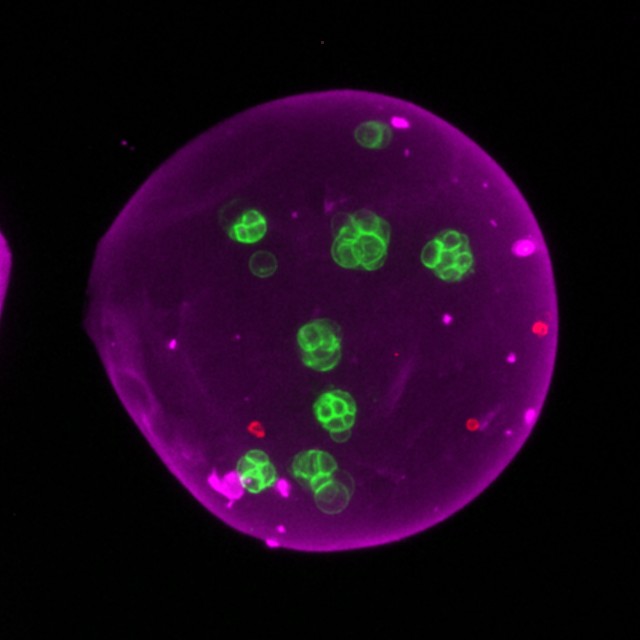 A single MOS with organoids growing inside, imaged by fluorescence