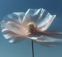 Close-up of a pale pink poppy flower with a central seed pod against a blue sky.