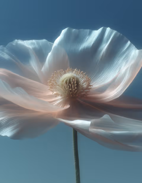 Close-up of a white flower with delicate petals and a textured center against a blue sky.