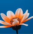 Close-up of a pale pink poppy flower with a central seed pod against a blue sky.