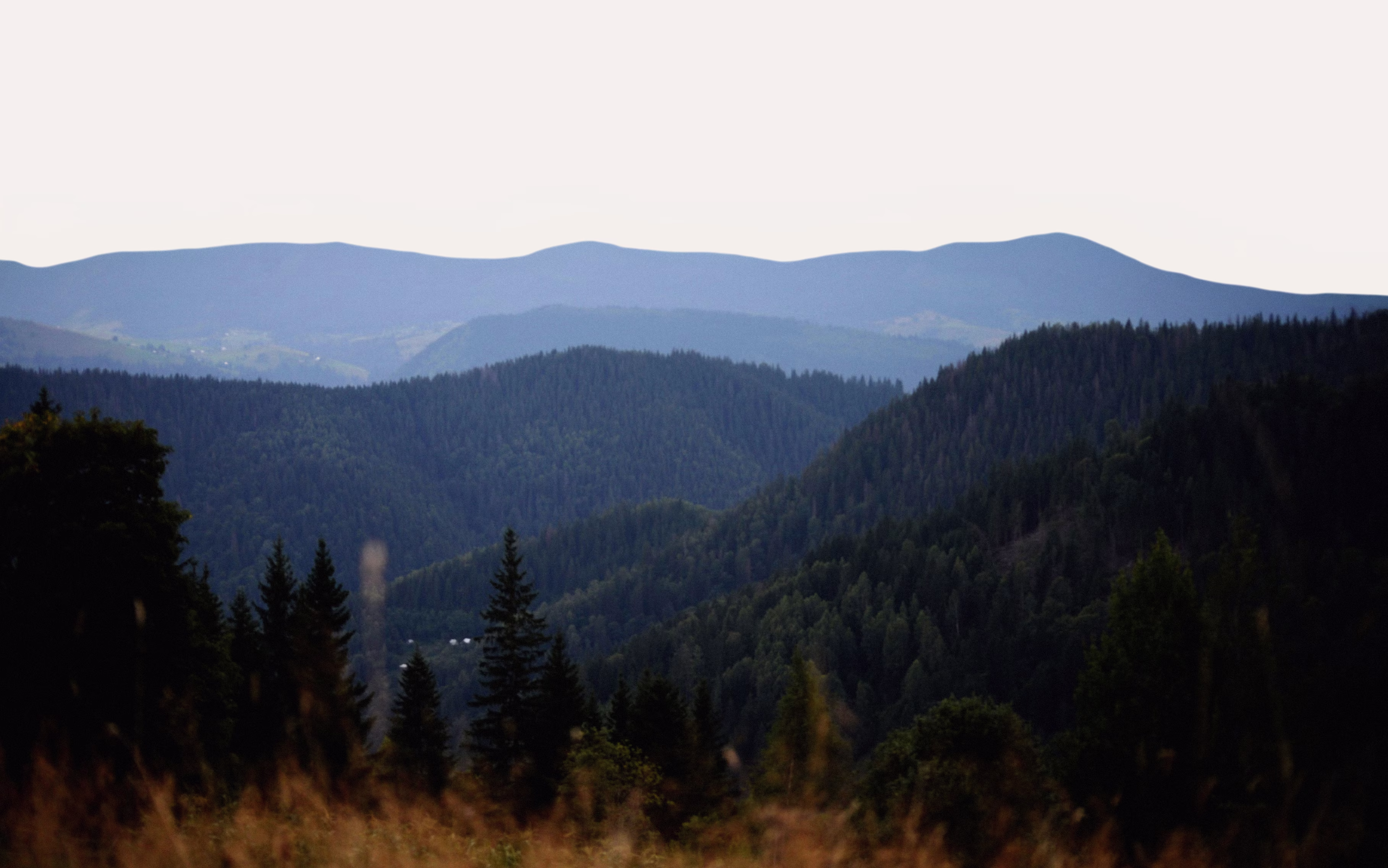 A landscape of forested hills and mountains under a bright sky with tall grass in the foreground.
