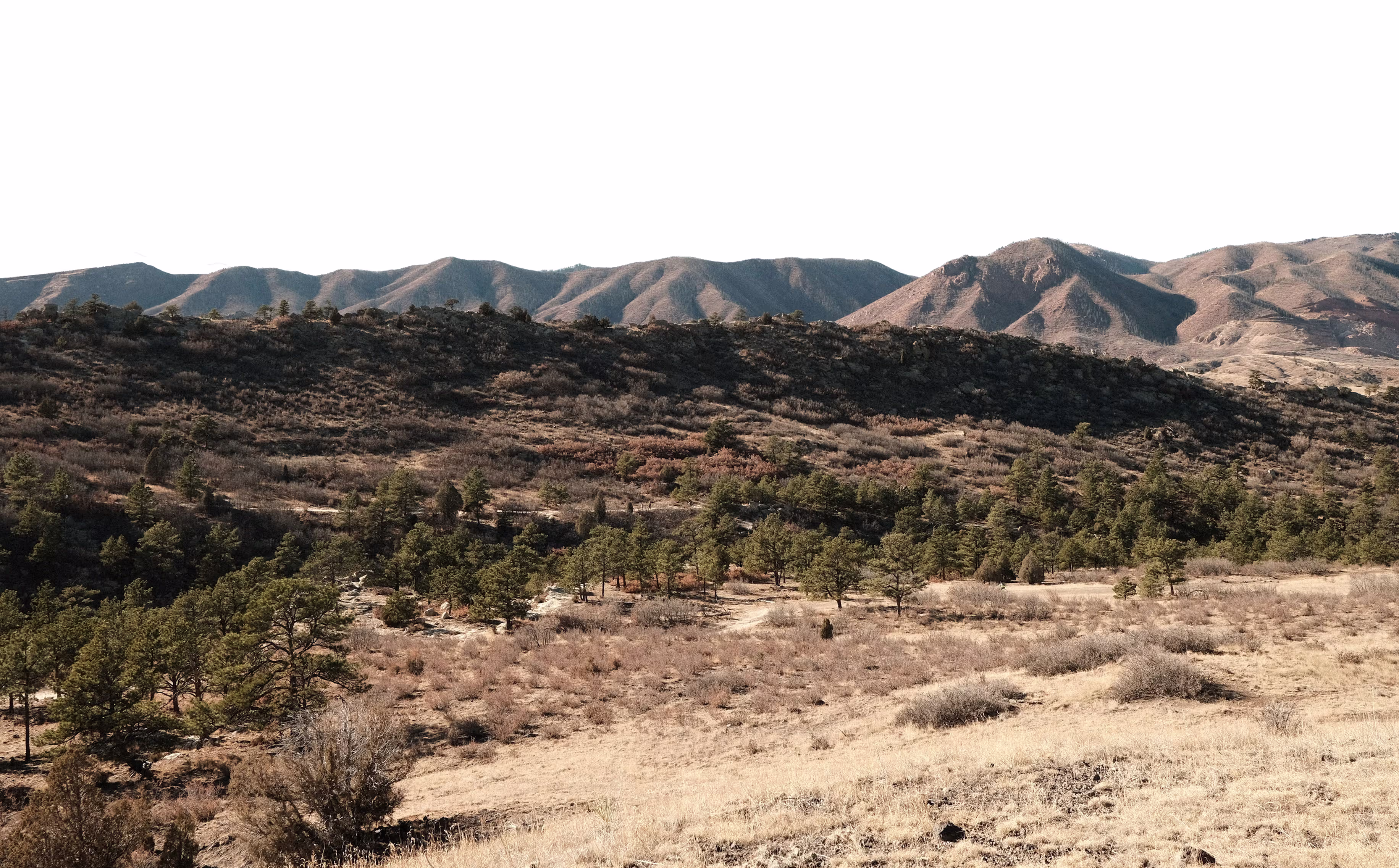Dry grassy landscape with scattered pine trees and brown hills in the background under clear sky.