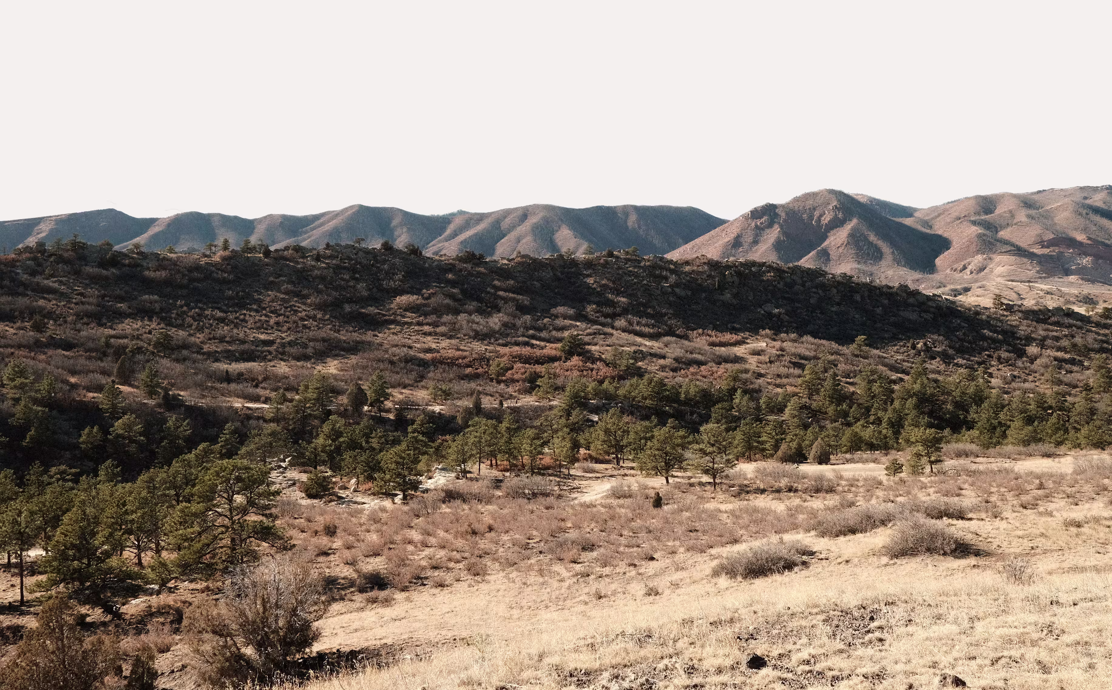 Dry grassland and sparse pine trees with rocky mountains in the background under a clear sky.