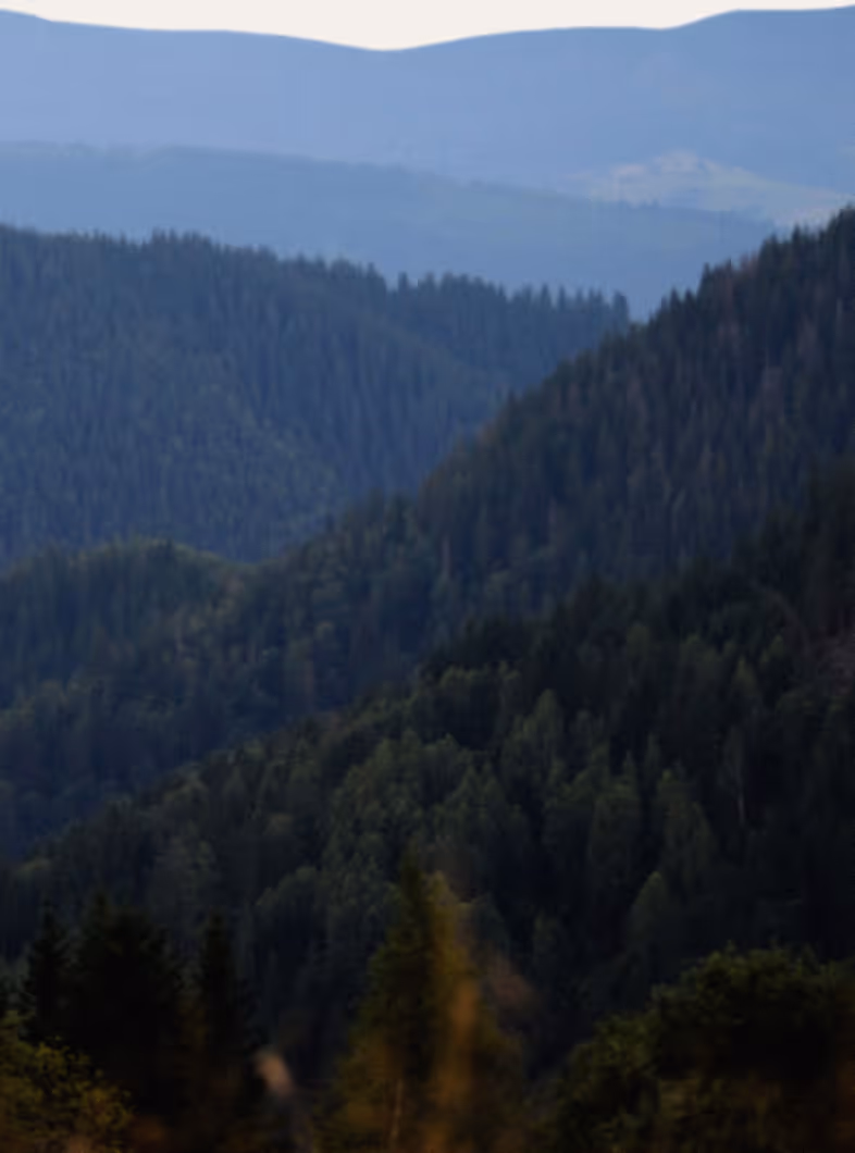 Layered mountain ranges covered with dense evergreen forests under a clear sky.