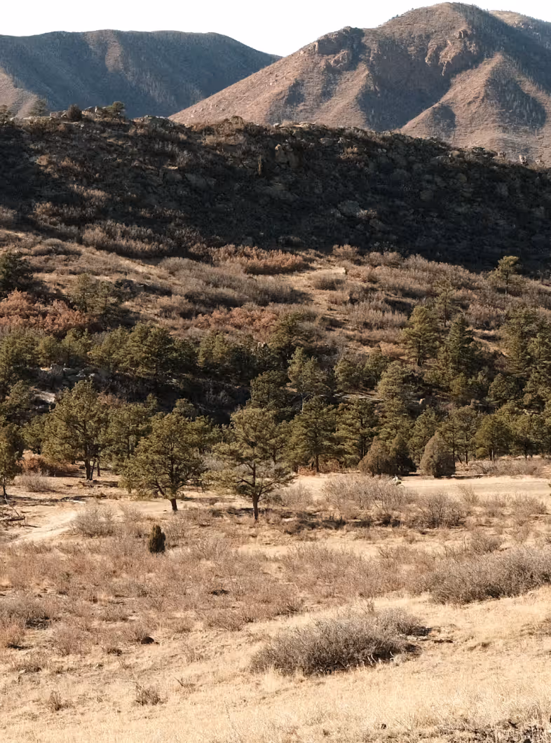 Dry grassy field with scattered pine trees and rocky hills under clear sky.
