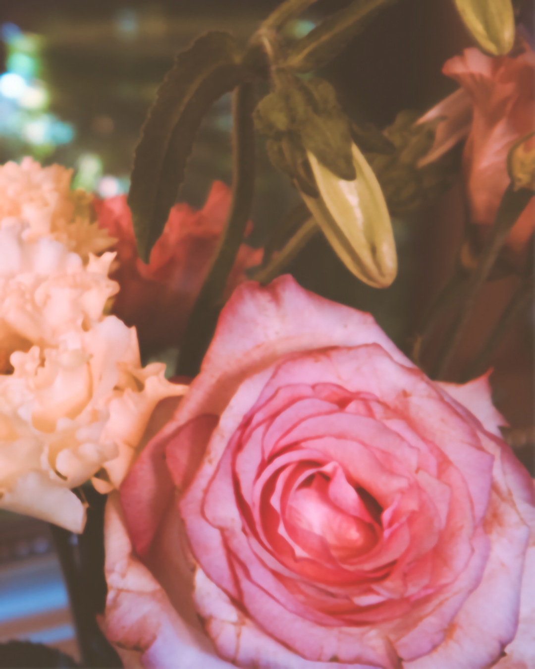 Soft focus close-up of pink roses and flowers in a dreamy atmosphere.