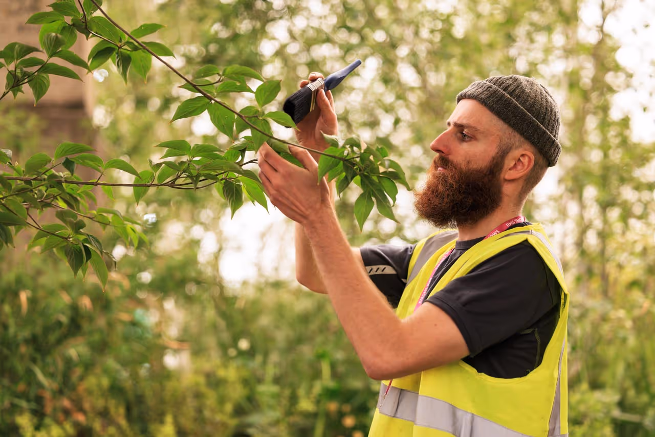 Hardwood Landscapes team member in a hi-vis vest brushing leaves on a tree during a Chelsea Flower Show build