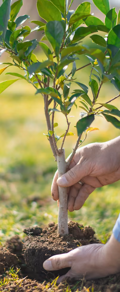 Hands planting a young sapling into prepared soil