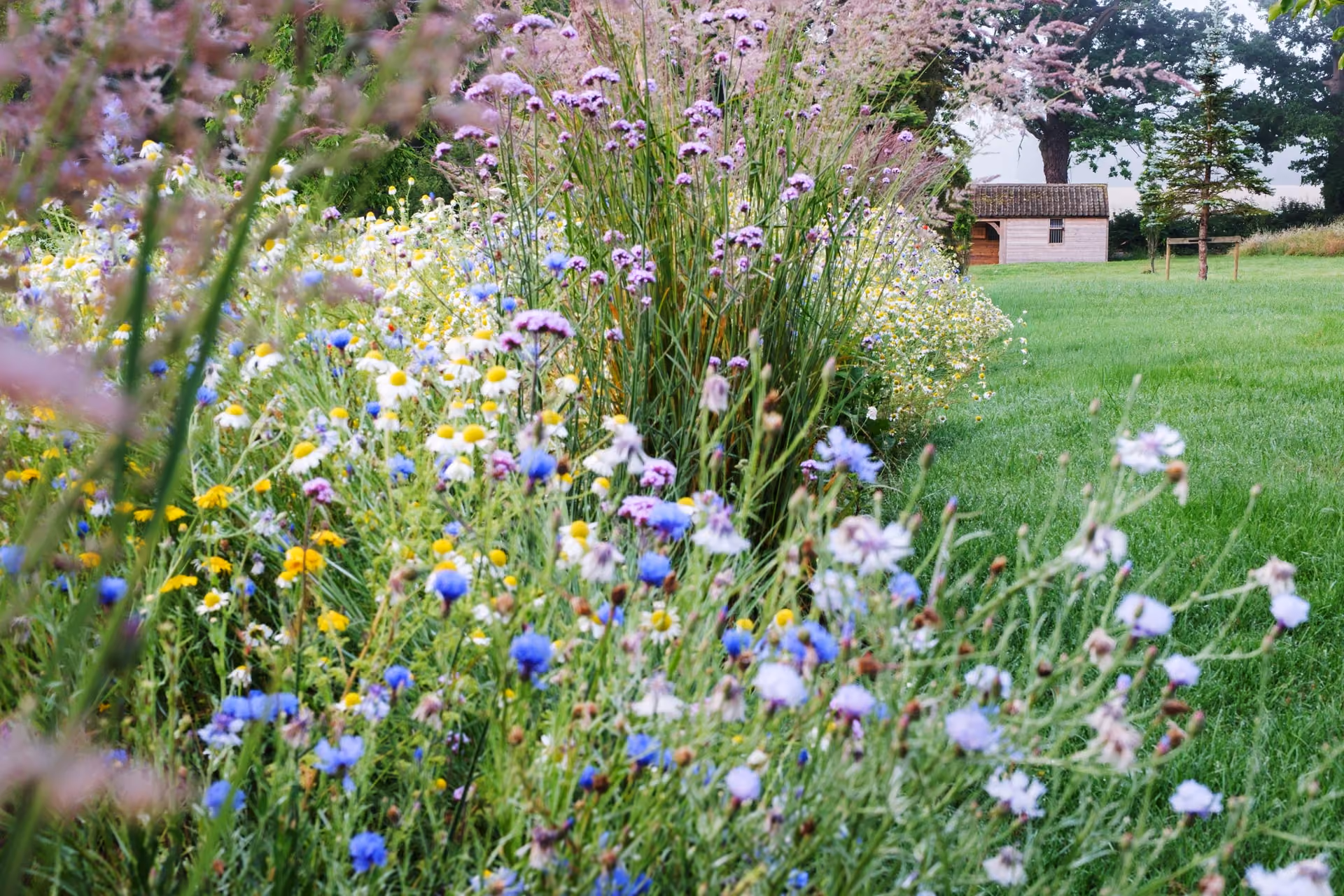 Wildflower border in purple, blue, white and yellow beside a mown lawn and timber garden shed