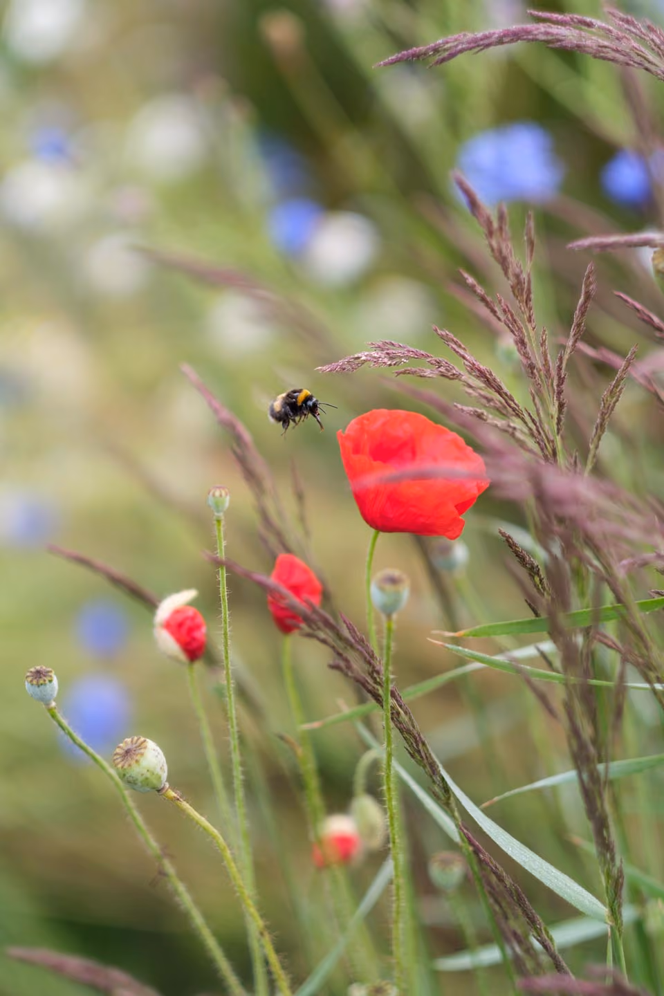 Bumblebee approaching a red poppy in a wildflower meadow