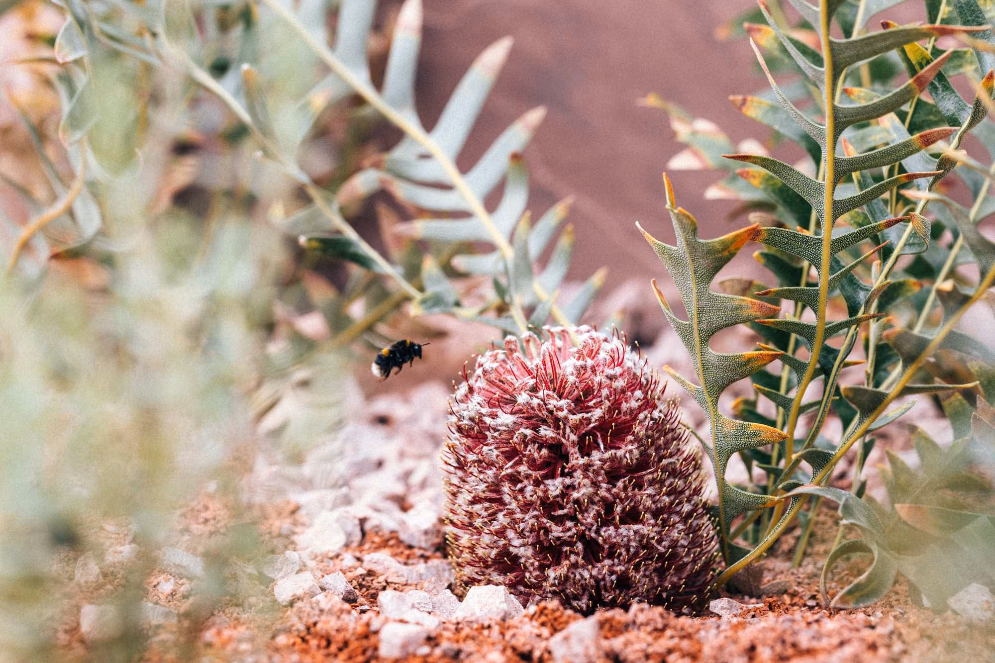 Bee approaching a red and white flower in gravel planting