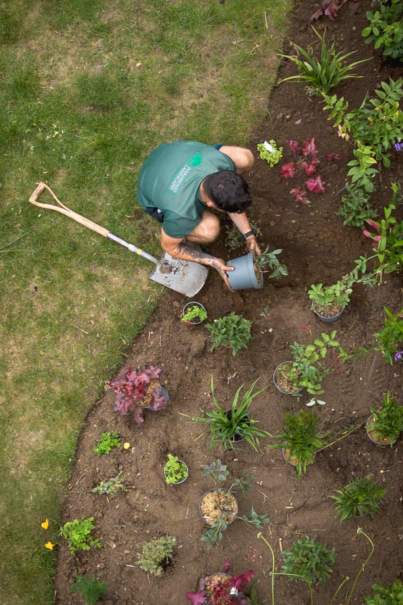 Newly planted border with young plants bedded in and a spade resting on the lawn