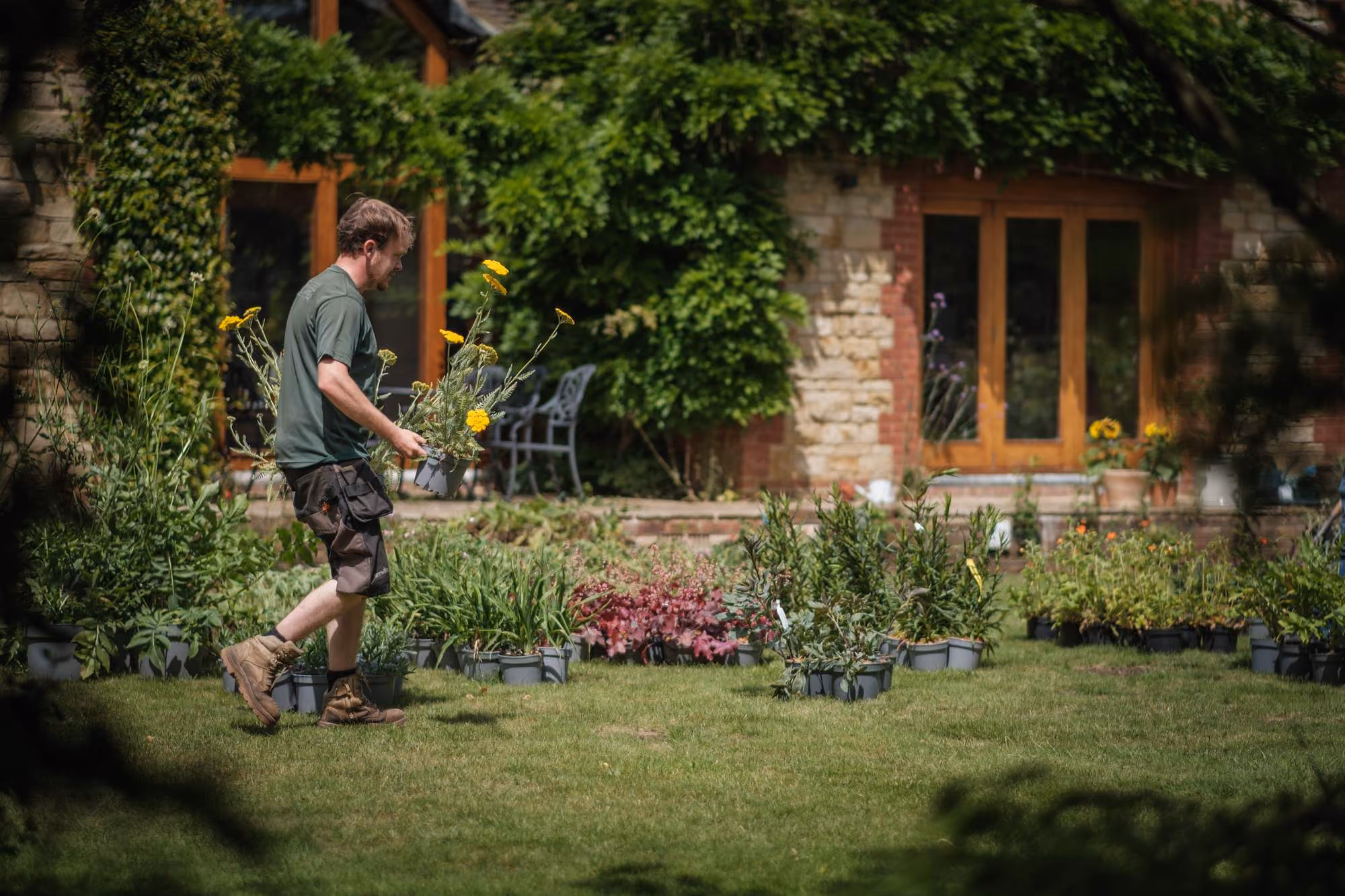 Gardener carrying potted yellow flowers across a garden towards a stone house