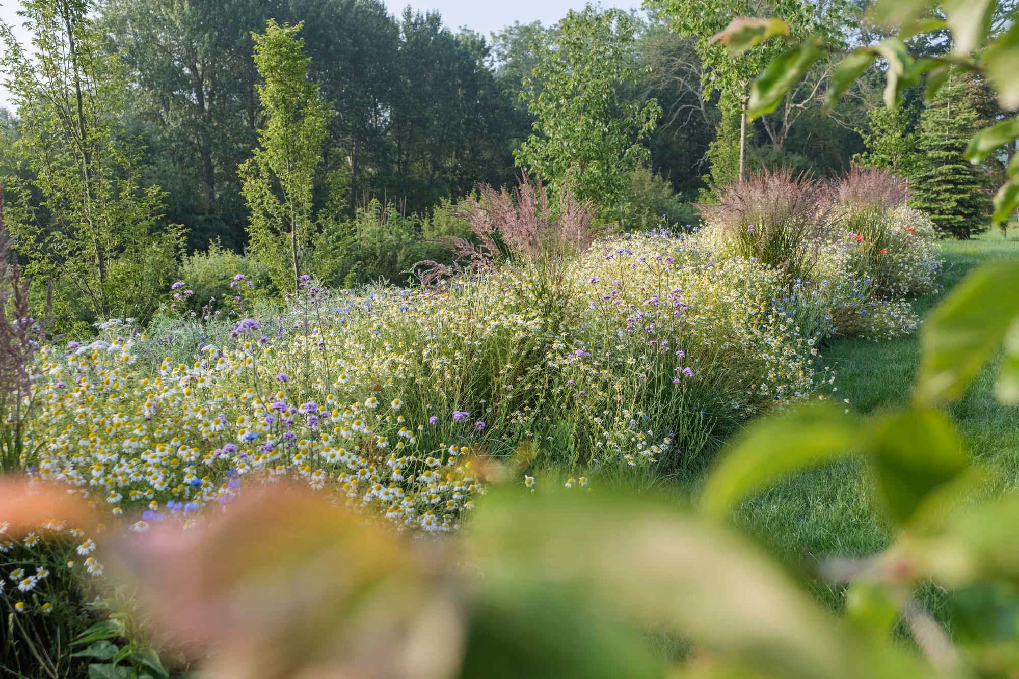 Wildflower planting with ox-eye daisies, purple perennials and ornamental grasses