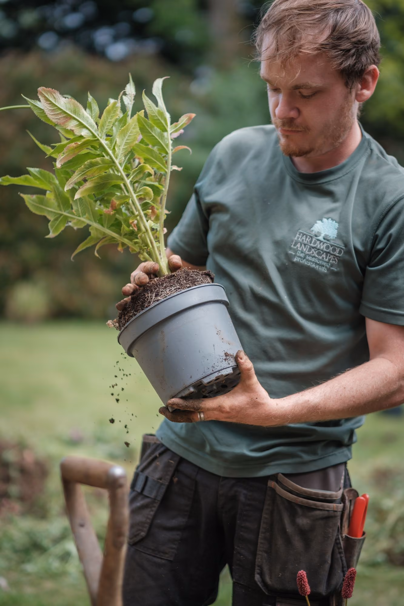 Gardener holding a plant lifted from its pot, ready to go into the ground