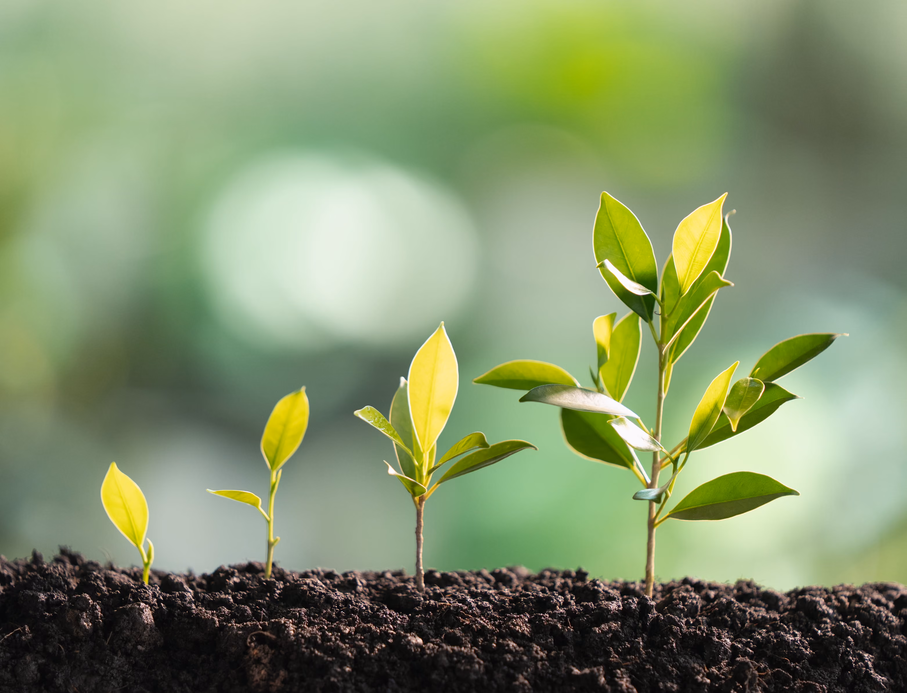 Four young green plants at different growth stages emerging from dark soil with a blurred green background.