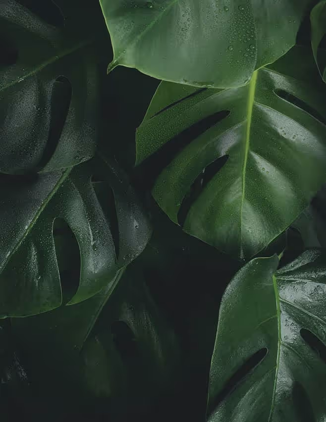 Close-up of green monstera leaves with water droplets on a dark background.